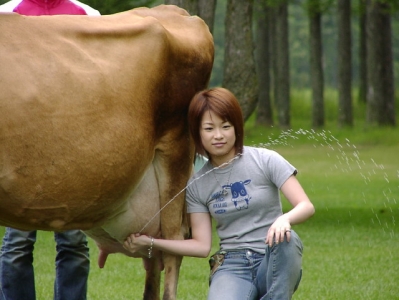 【画像】牛の乳搾り体験